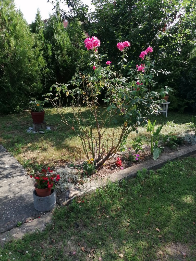 Réz Józsefné kertje 01